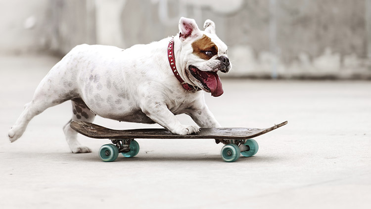 A dog rides a skateboard.