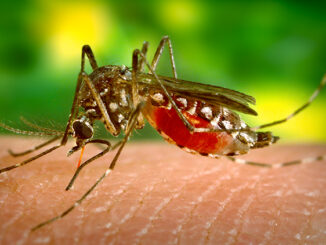 closeup of mosquito biting person's skin