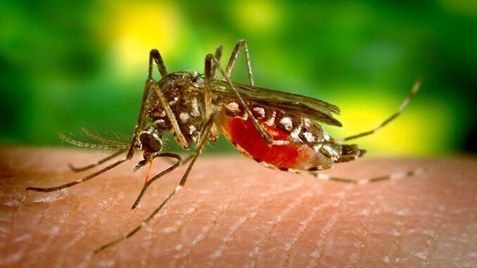 Original Title: aegypti_682sRGB.TIF closeup of mosquito biting person's skin