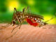 closeup of mosquito biting person's skin