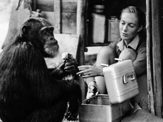 Dr. Jane Goodall interacting with a chimpanzee around 1965.