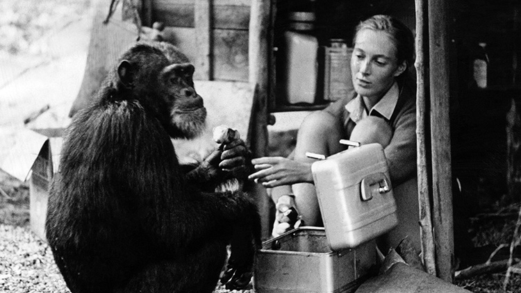 Dr. Jane Goodall interacting with a chimpanzee around 1965.