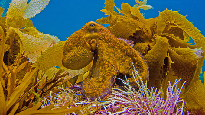 Yellow octopus against yellow seaweed