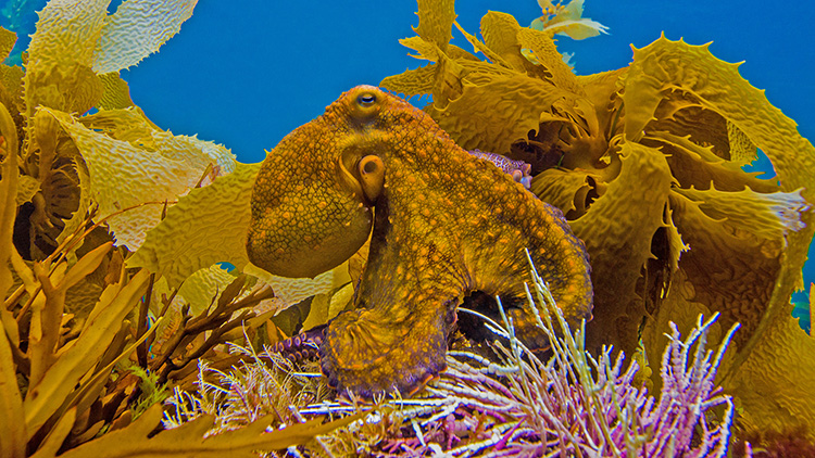 Yellow octopus against yellow seaweed