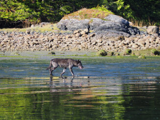 A lone coastal wolf explores the tidal zone on Vancouver Island, Canada.