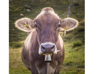 Closeup of a Swiss Brown Dairy Cow