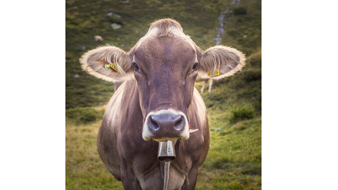 Closeup of a Swiss Brown Dairy Cow