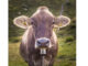 Closeup of a Swiss Brown Dairy Cow