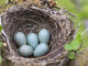 A bird nest on a tree branch with five blue eggs inside.