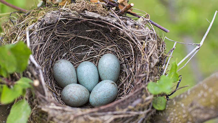 A bird nest on a tree branch with five blue eggs inside.