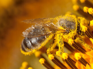 Bee covered in pollen.