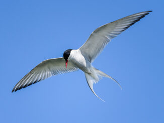 artic tern
