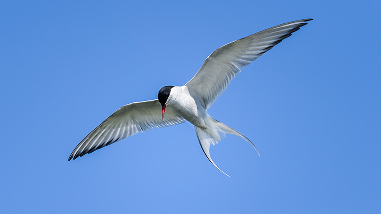 artic tern